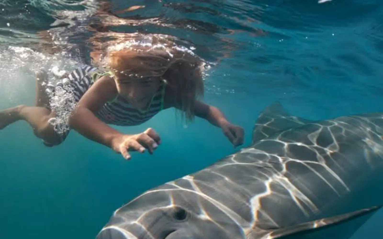 Dolphin House - 2